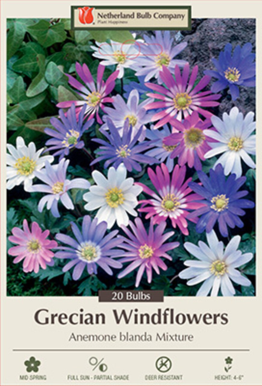 Grecian Windflower Mix 20 Bulbs - Anemone - Very Hardy! 5/+ cm Bulbs
